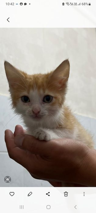 Отдам домашних котят в добрые руки
