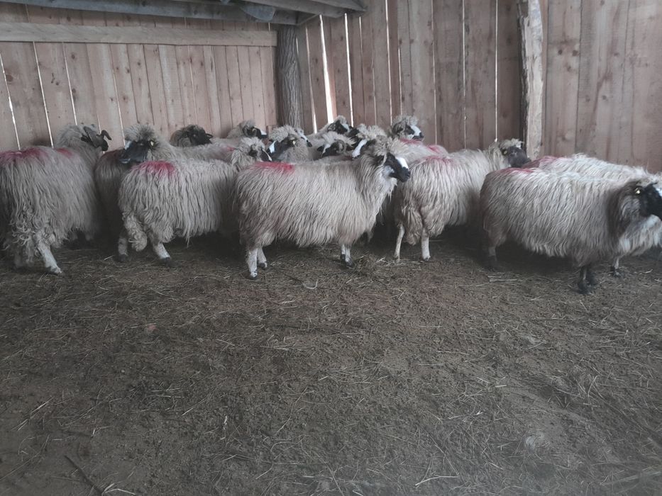 Disponibile 16 oi și un berbec