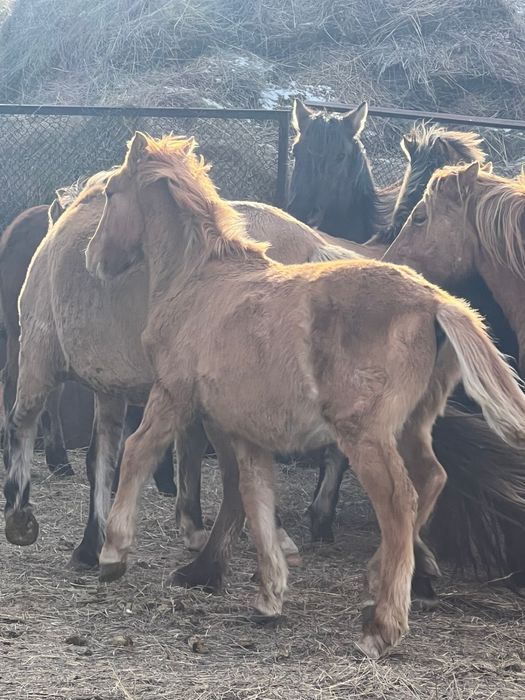 Жабагы оптом 40бас