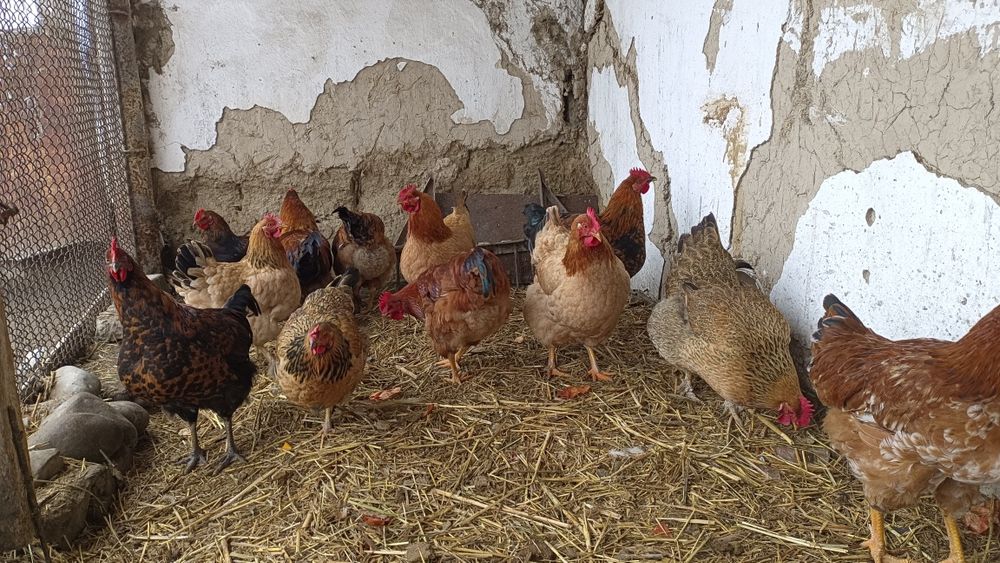 Куры  и  Петушки.