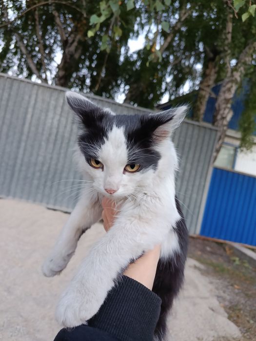 кошечка молодая ищет хороших хозяев.