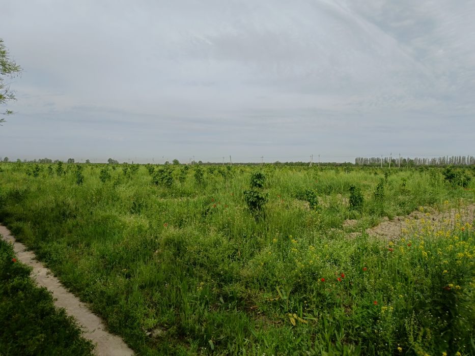 O't bepul o'rib ketish kerag tpzalab