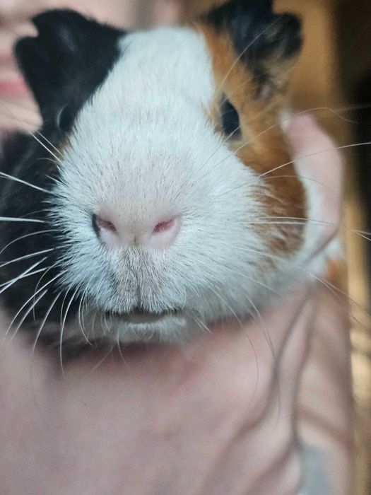 Морская.    свинка