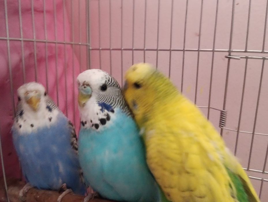 To'tiqush sotiladi qafasi bilan