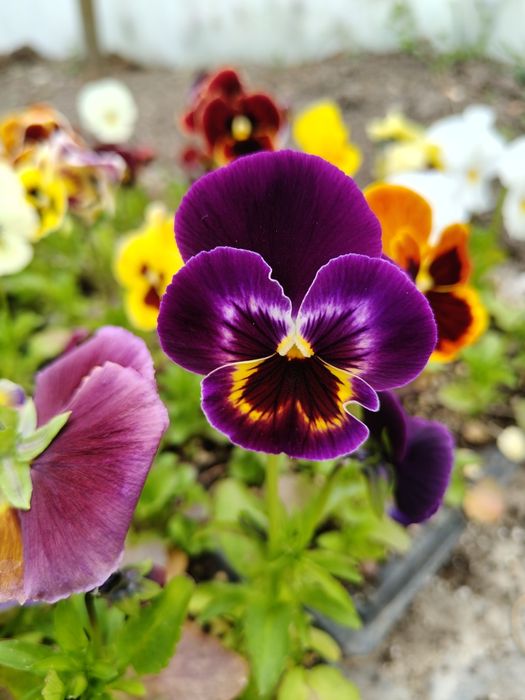 Продавам теменужки