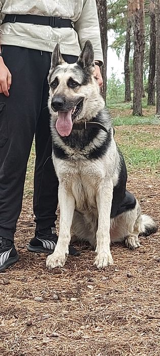 Щенки Восточноевропейской овчарки