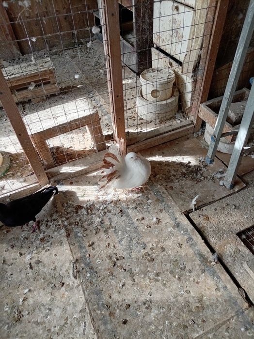 Голуби павлины кептер