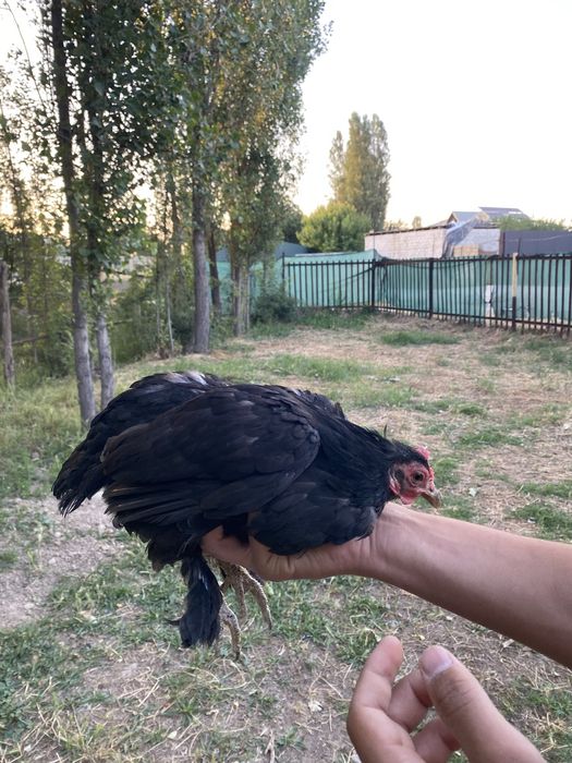 Yapon damashni horoz tovuqla sotiladi