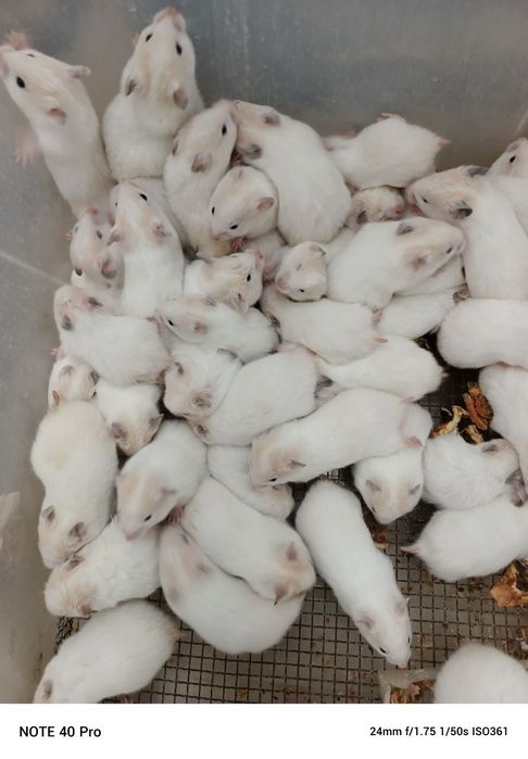 Хомички белые оптом