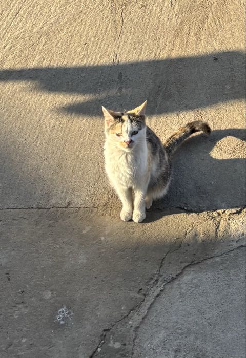 Кошки трёхцветные, хорошие, спокойные.