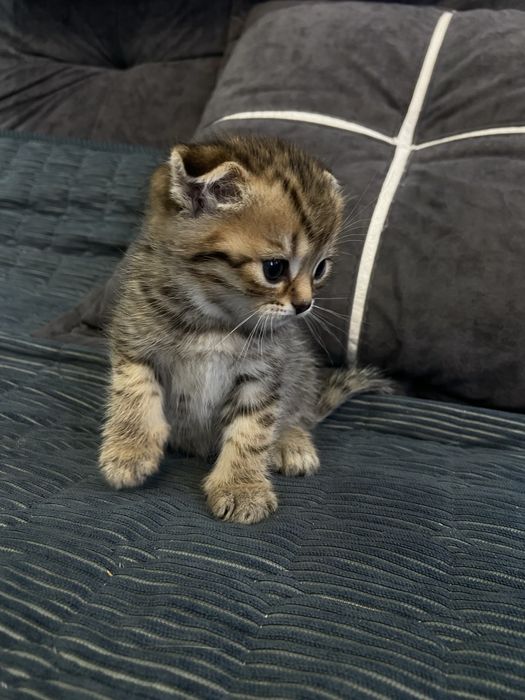 Котята британцы