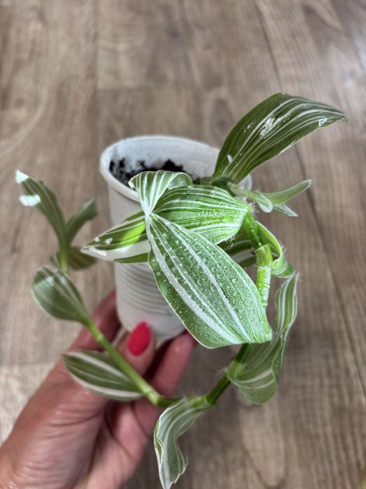 Продам комнатные цветы