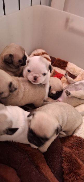 Продам щенков МОПСА