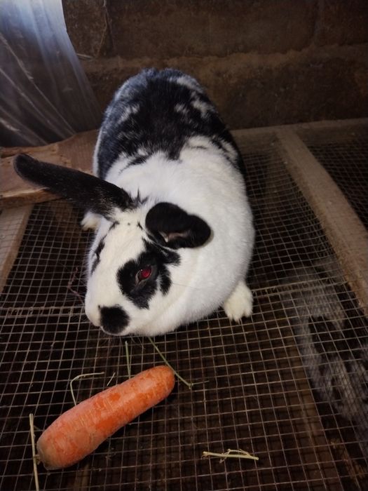 Quyon sotlad soglom boqilgan