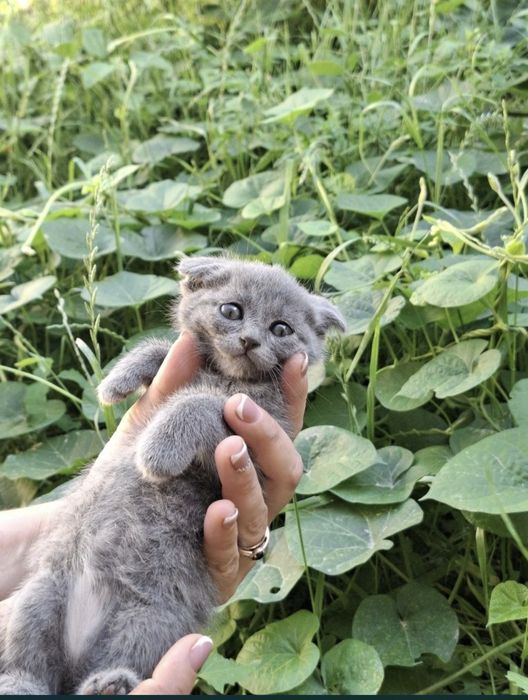 Шотландские вислоухие котята