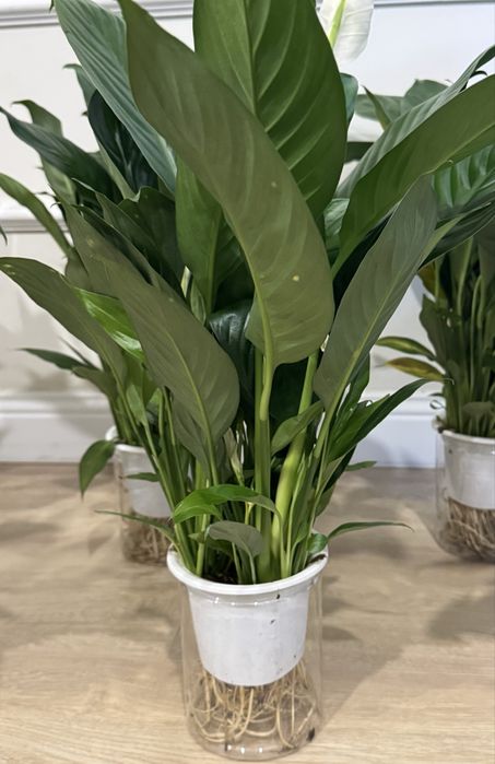 Спатифиллум женское счастье