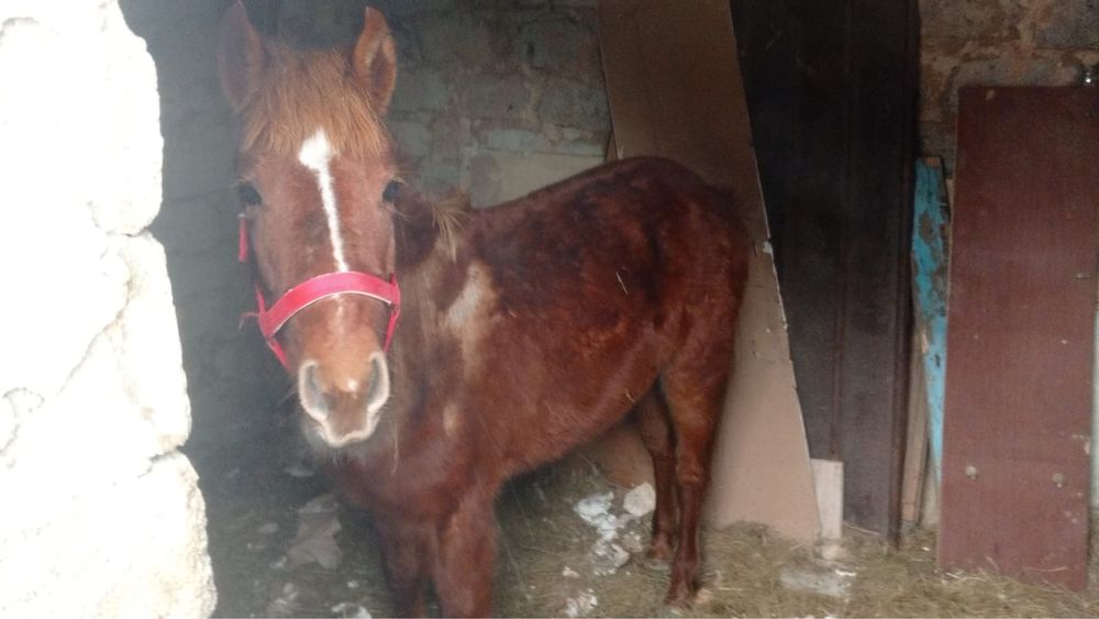 Продам лошадь, срочно, не дорого