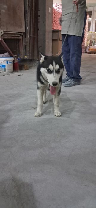 Собака хаски мода