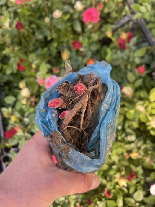 Сортовые пионы в продаже