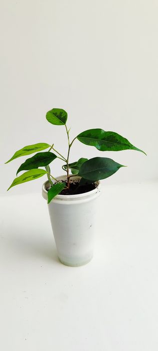 Продам Фикус Бенжамина