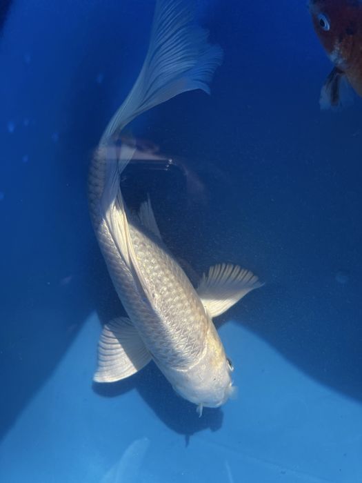 Koi balig’i sotiladi