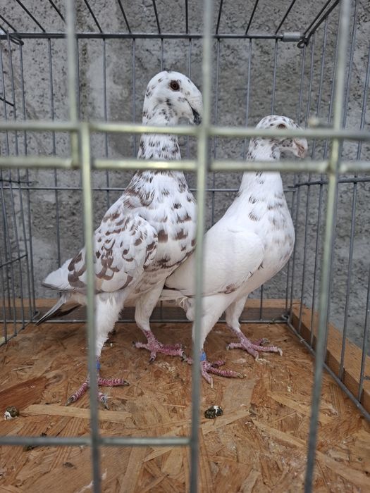 Vând porumbei voiajori germani  vaccinați  și deparazitați  !