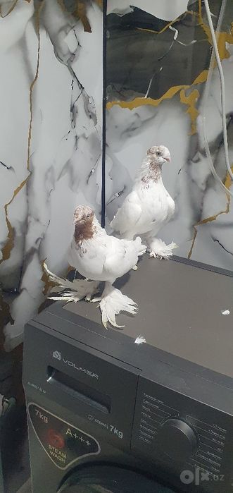 Sotiladi tayyor jup