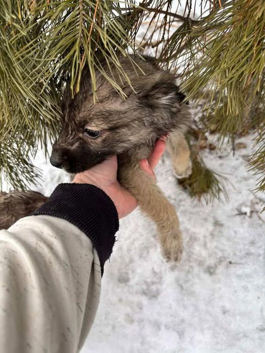Срочно-срочно ищем добрые руки