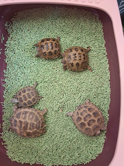 Toshbaqa черепаха 24/7