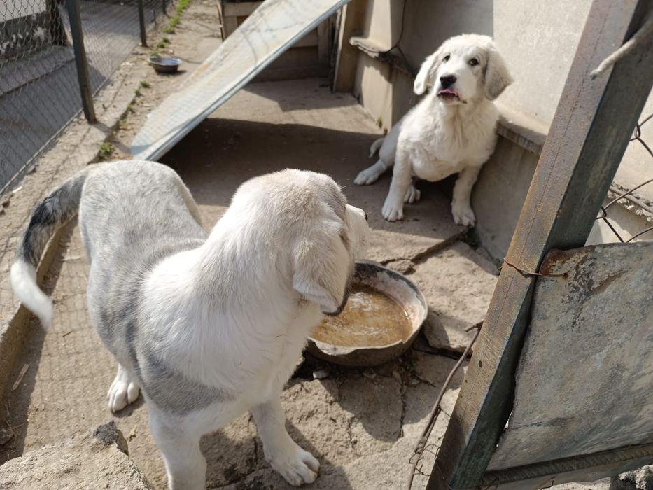 Щенки алабая четыре месяца