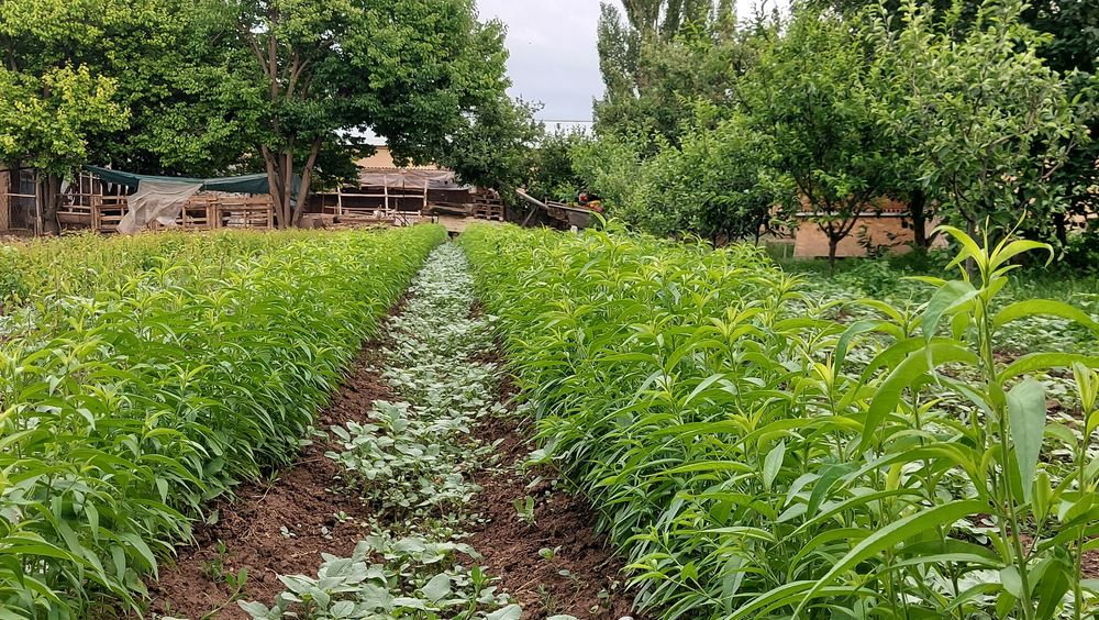 Саженцы. Жемыс талдар