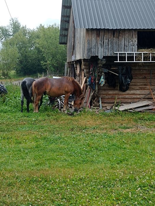 De vânzare doi mânji