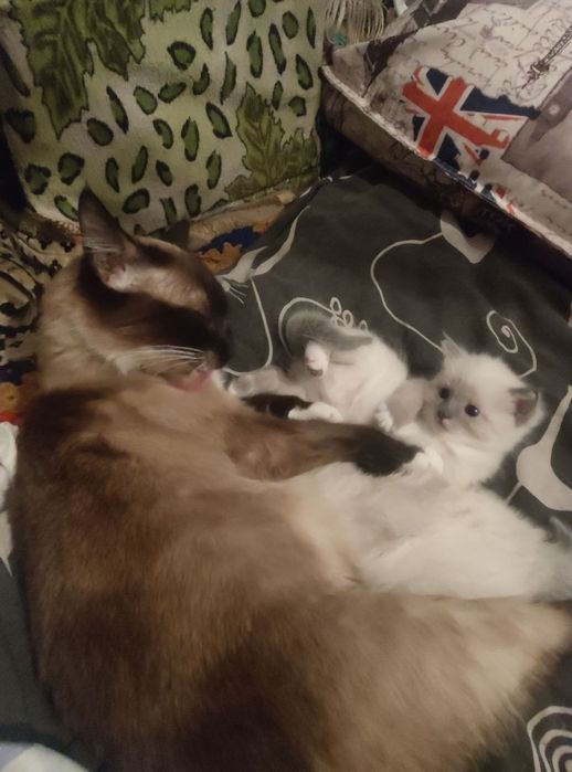 Котенок девочка кушает сама все