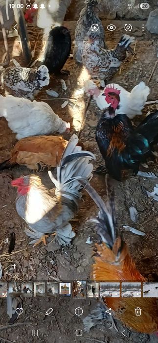 Vand pitici 50 de lei bucata