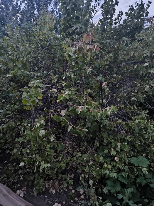 Продам кустарник смородины
