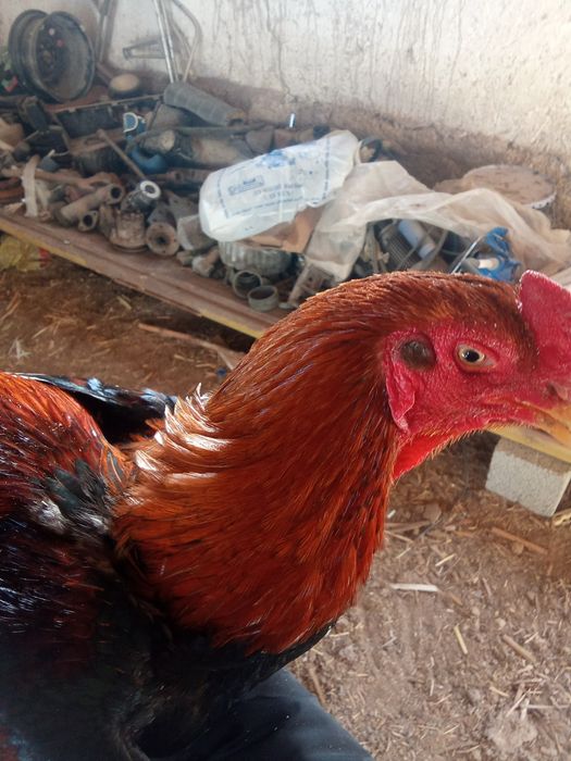 Дакан қораз сатылады