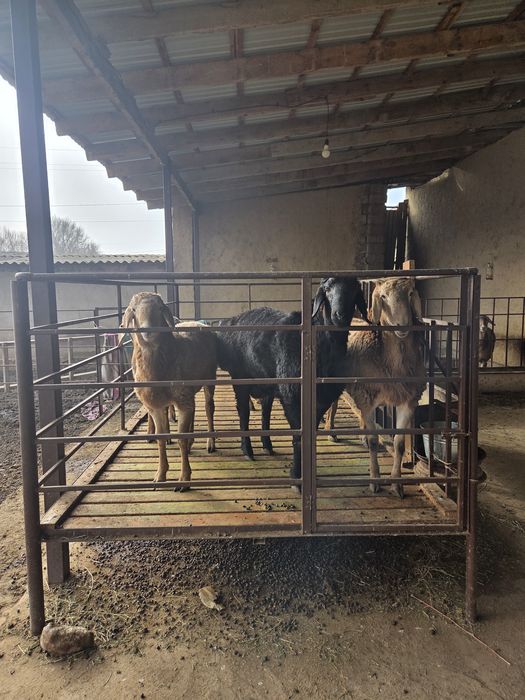 Арашан тоқты қошқарлар 9 айлық