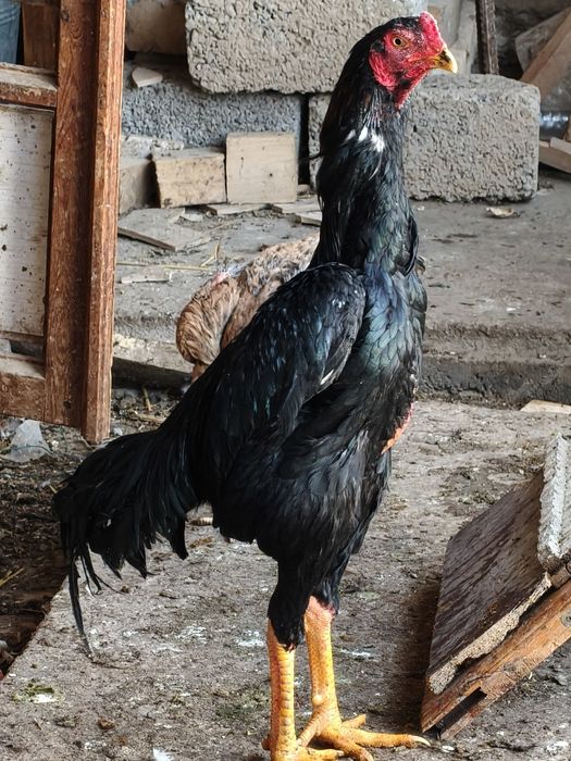 Dakan jójaxórozla sotiladi