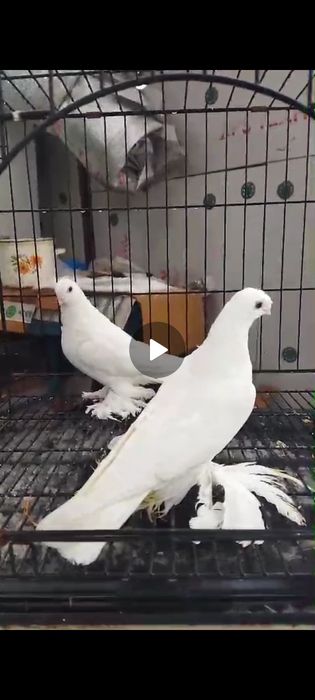 Продам голубей Актобе