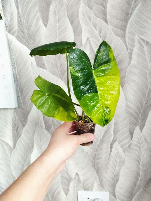 Монстера Тайское созвездие, БМФ, хойя, Алоказия