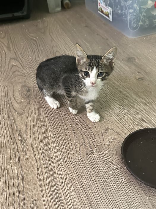 Ofer spre adoptie doi pisicuti de apoximativ 2 luni. Pisicutii mananca singuri si merg la litiera.