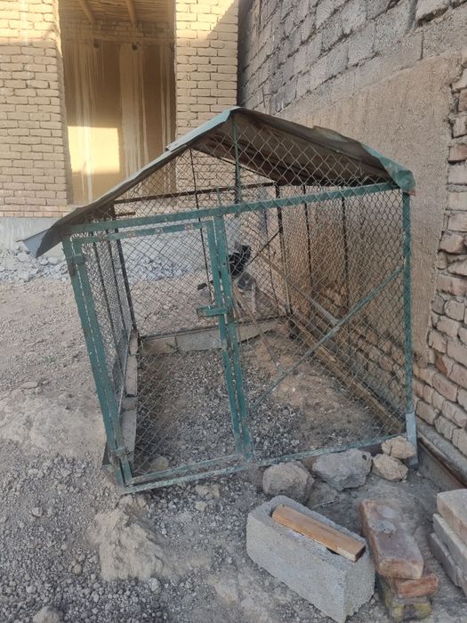 Tovuq katak sotiladi