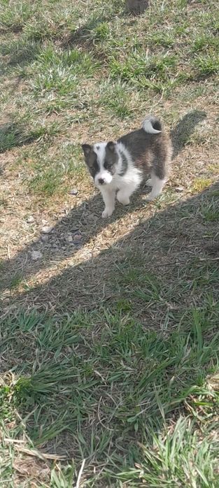 В продаже щенки лайки