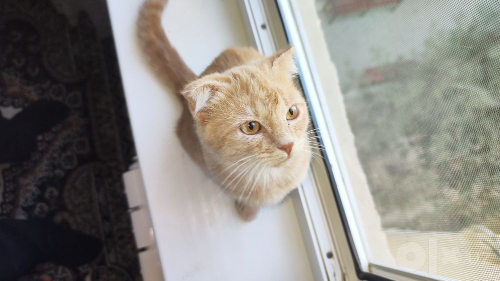 Кошка Шатланская
