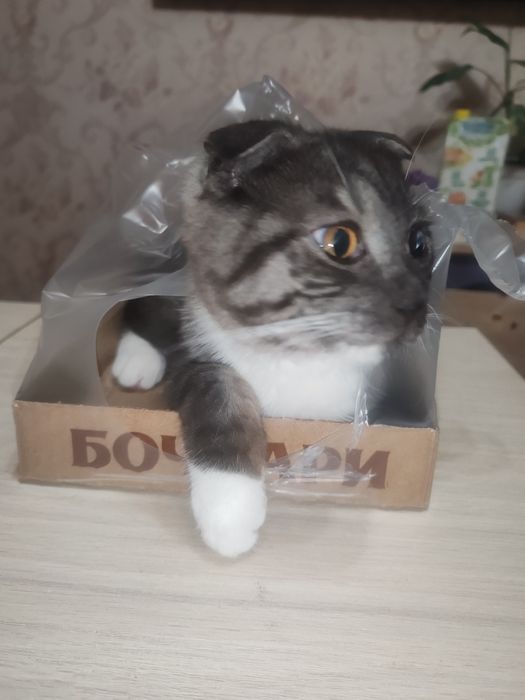 продам молодой кот Том