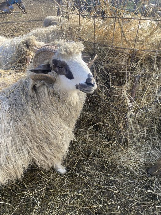 Berbeci breezi 2 ani