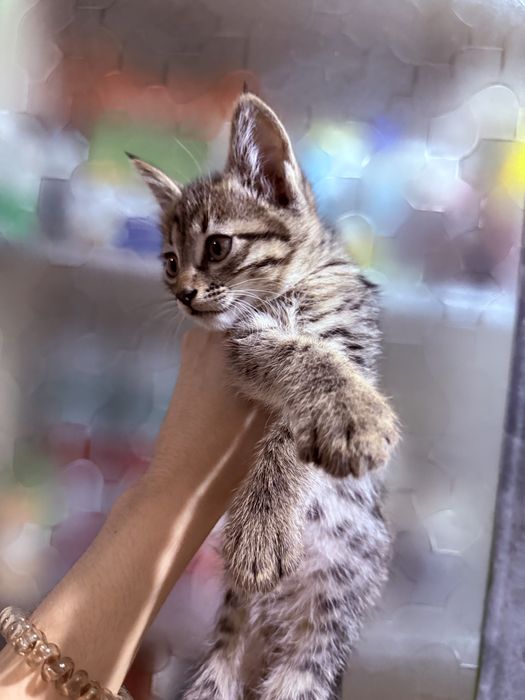 Кошка отдам в хорошие руки