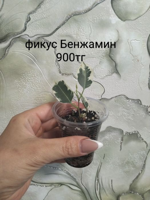 Продам комнатные цветы