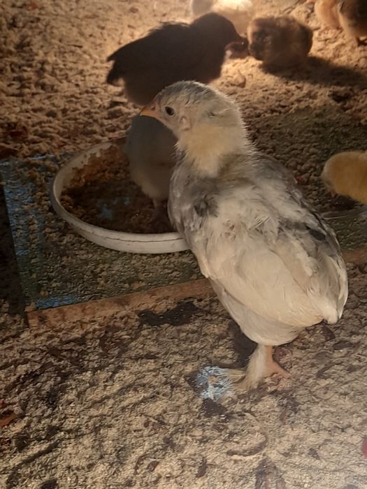 Шөжектер жүз шт.