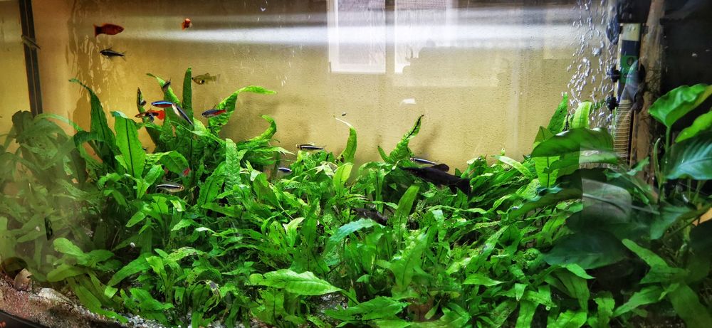 Acvariu complet plus stand